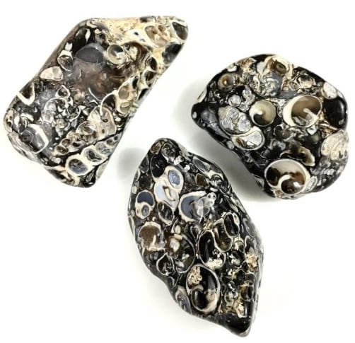 Turritella Agate Wyoming rough