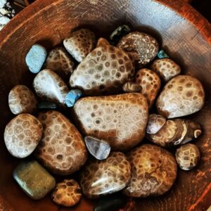 rare Petsokey Stones