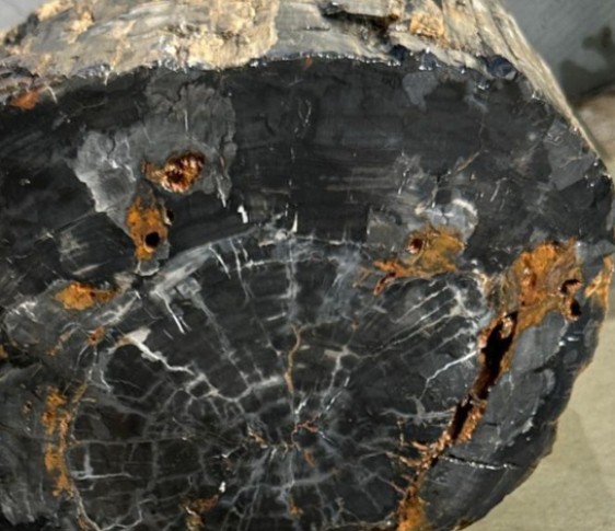 Black Petrified Wood log