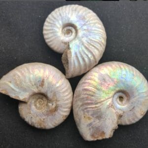 opalized ammonites
