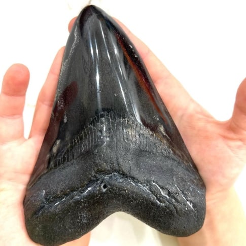 big megalodon tooth