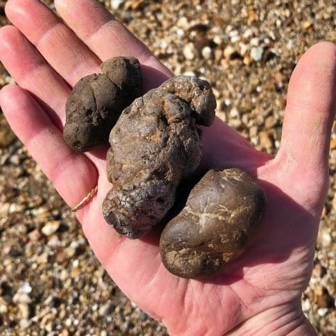 coprolite specimens