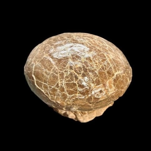 dinosaur egg fossilized