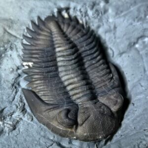 large trilobite fossil