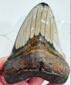 megalodon teeth florida