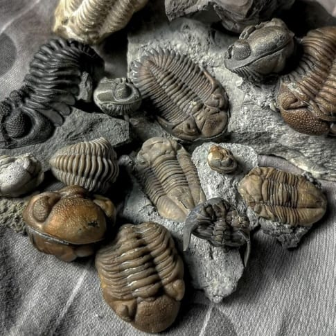 trilobite specimen cluster